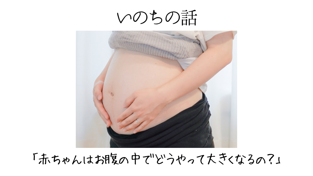 赤ちゃんはお腹の中でどうやって大きくなるの?